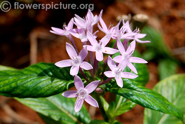 Lavender egyptian star cluster