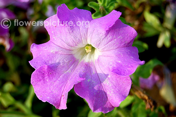 Lavender petunia