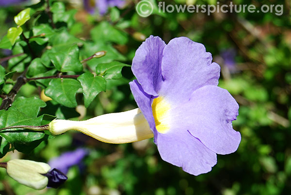 Lavender thunbergia