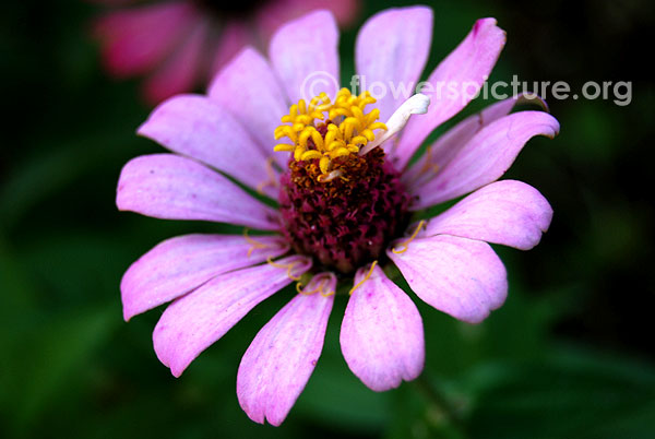 Lavender zinnia