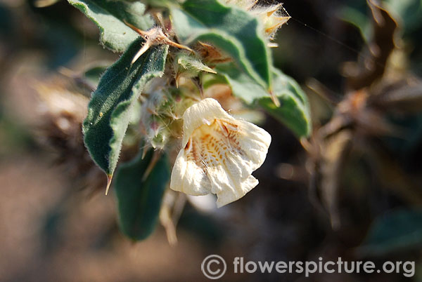 Lepidagathis fasciculata