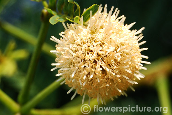 Leucaena leucocephala