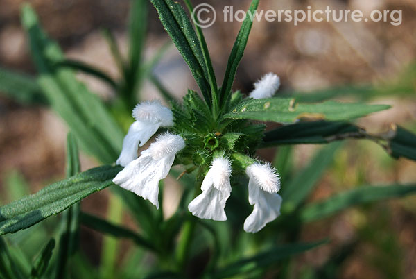 Leucas aspera