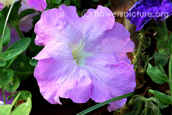 Lilac petunia