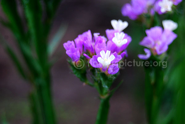 limonium sinuatum