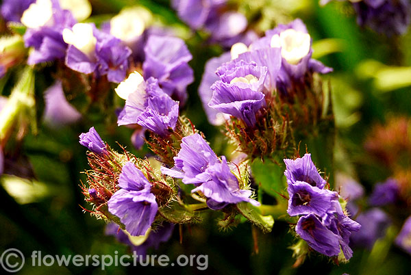 limonium sinuatum blue