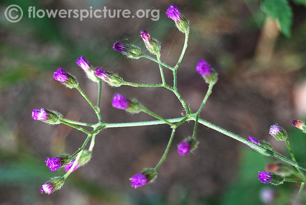 Little ironweed