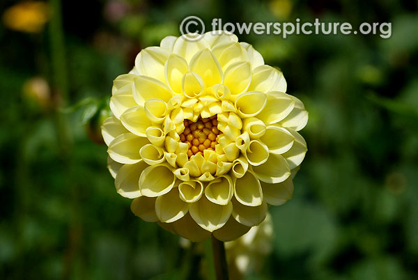 Little scottie dahlia