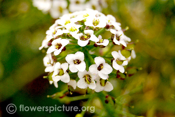 lobularia maritima