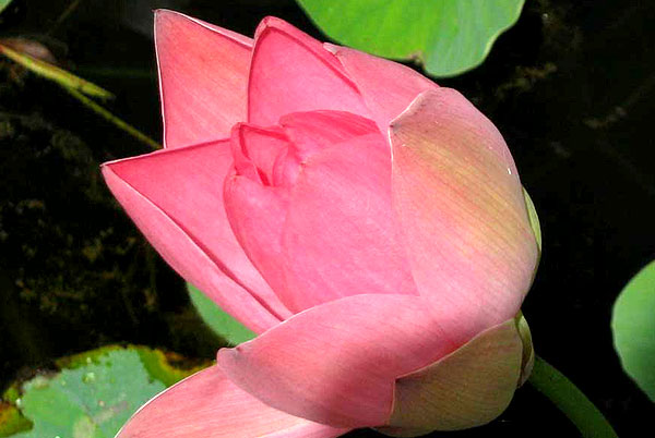 lotus