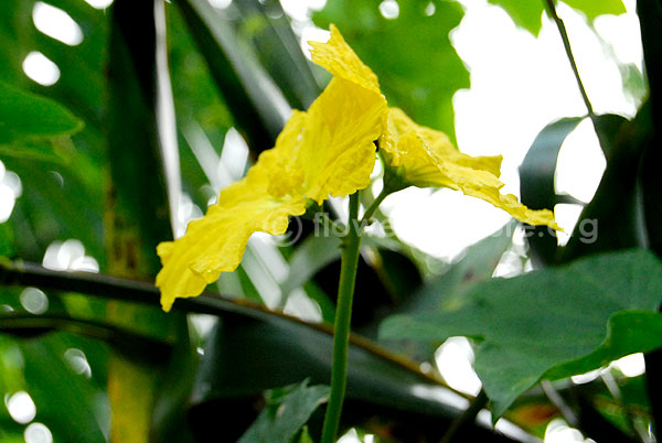 luffa acutangula