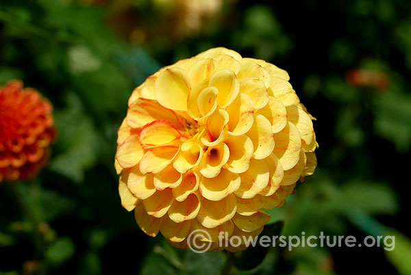 Lupin ben dahlia