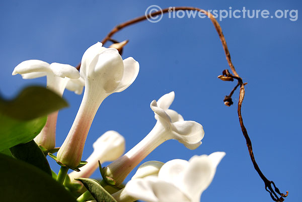 Madagascar jasmine