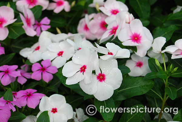 madagascar periwinkle pink white