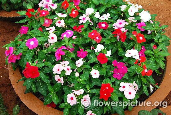 madagascar periwinkle white red