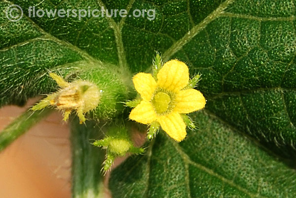 Madras pea pumpkin