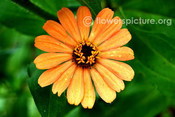 Magellan zinnia