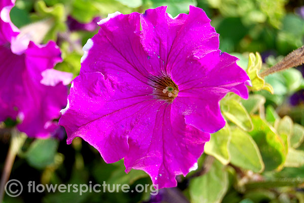 Magenta color petunia