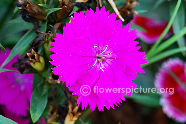 Magenta dianthus