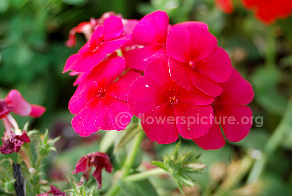 Magenta garden phlox