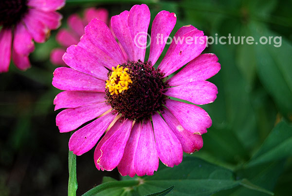 Magenta zinnia