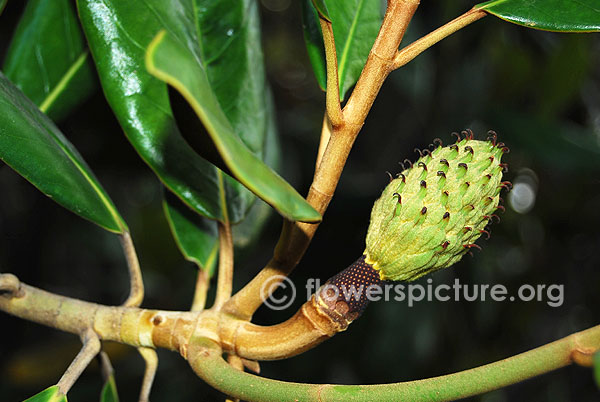 Magnolia fruit