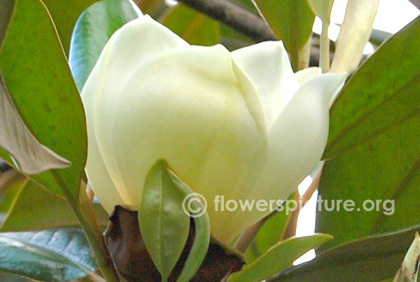 Magnolia grandiflora blooming bud