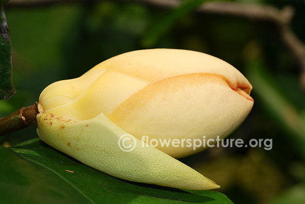 Magnolia liliifera