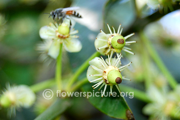 Malabar tamarind