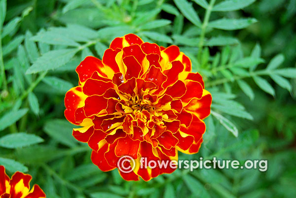 Marigold zenith red