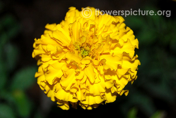 Marigold