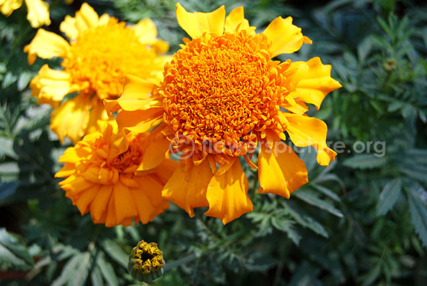 marigold orange