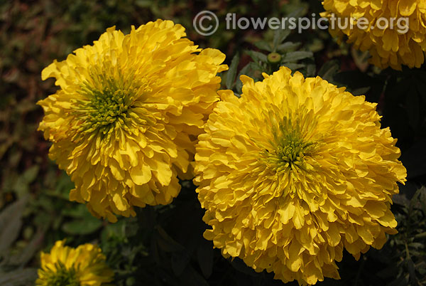 marigold yellow