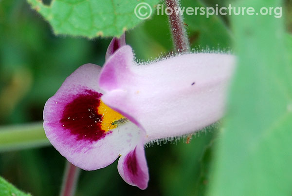 Martynia annua