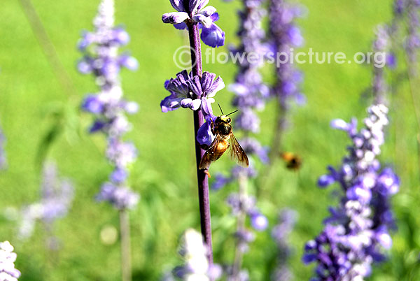 Mealycup sage with honey bee