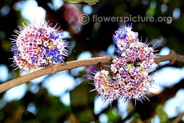 Memecylon umbellatum