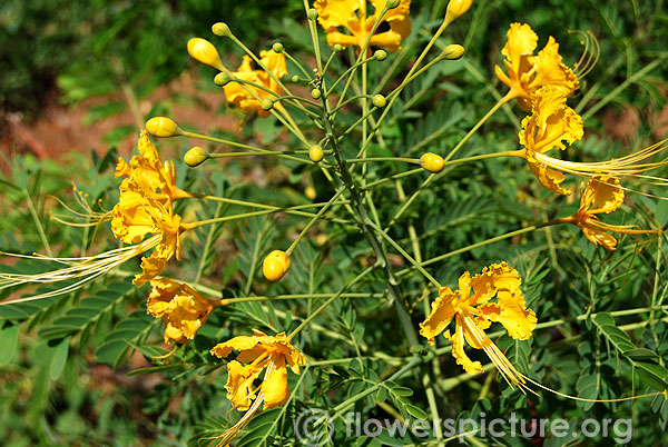 Mexican bird of paradise