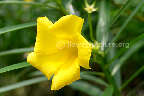 Mexican oleander