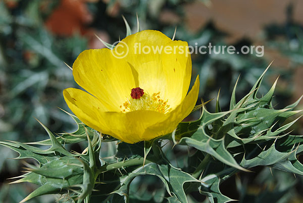 Mexican prickly poppy