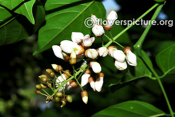 Millettia pinnata