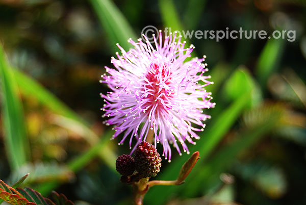 Mimosa hamata pink