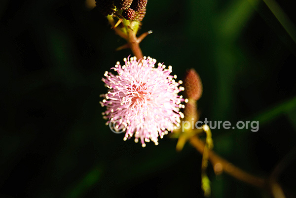 Mimosa hamata