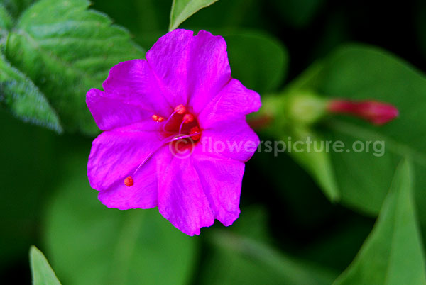 mirabilis jalapa