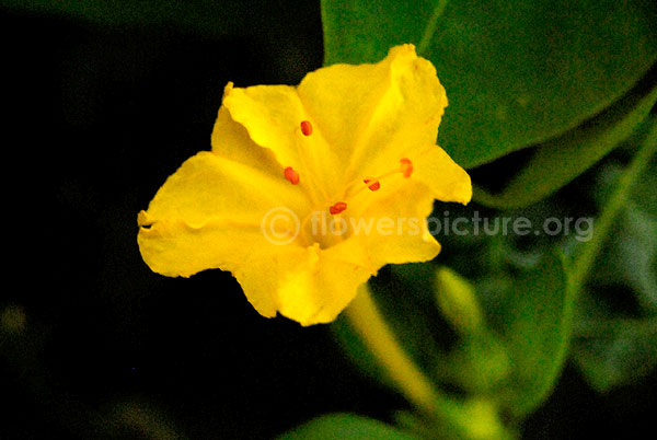 Mirabilis jalapa yellow