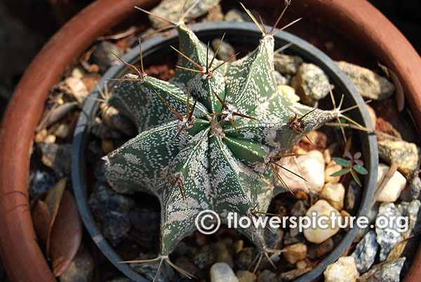 Monk's hood cactus