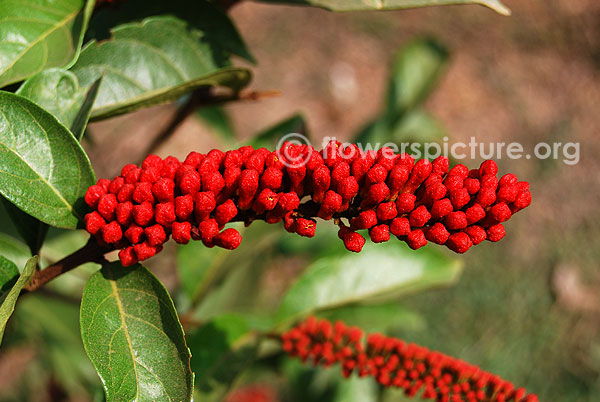 Monkey brush vine flower buds