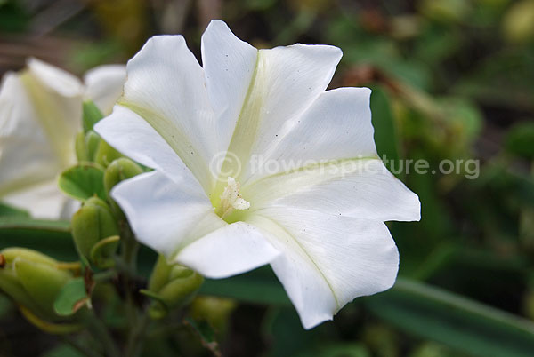 Moonflower