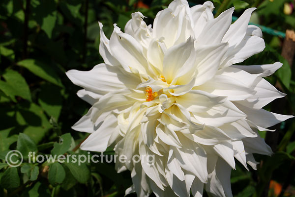 Moonstruck dahlia