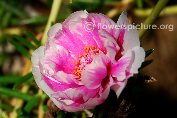 Moss rose