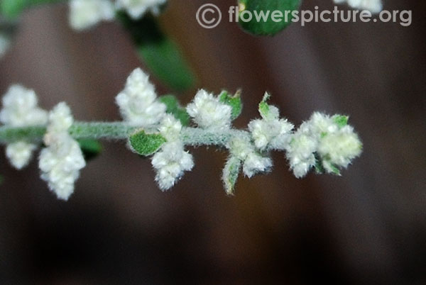 Mountain knotgrass